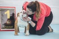 Woman kissing a winner British Bulldog Royalty Free Stock Photo