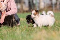 Woman kneels beside two Elo puppies