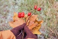 A woman in knitted gloves holds frozen leaves and red berries covered with ice from the first frost Royalty Free Stock Photo