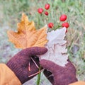 A woman in knitted gloves holds frozen leaves and red berries covered with ice from the first frost Royalty Free Stock Photo