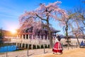 Woman with Korean traditional dress Hanbok in Gyeongbokgung palace in spring.south korea Royalty Free Stock Photo