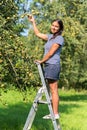 Woman on ladder picking pears in orchard