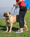 Woman with a large bull mastiff dog Royalty Free Stock Photo