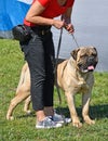 Woman with a large bull mastiff dog Royalty Free Stock Photo