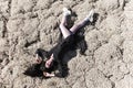 Woman laying on a dry moss Royalty Free Stock Photo