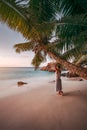 A woman lean against coconut palm tree in a gold sunset on a tropical sandy beach. La Digue, Seychelles Royalty Free Stock Photo