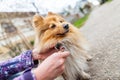 Woman is leashing her sweet shetland sheepdog Royalty Free Stock Photo