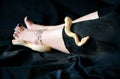 Woman leg with snake. Boa constrictor albino slithers on foot and leg with jewelry. Snake crawls across black cover bed. Royalty Free Stock Photo