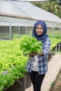 Woman with lettuce standing in hydropohonic farm