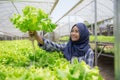 Woman with lettuce standing in hydropohonic farm