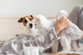 A woman lies in bed with a cat and a dog Royalty Free Stock Photo