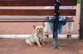 Woman with little dog sitting on bench