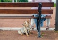 Woman with little dog sitting on bench