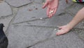 Woman and little girl feed pigeons in summer park, their hands