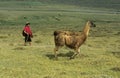 Woman with Llama, lama glama, Ecuador