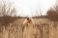 Woman with long blonde hair in fluffy coat standing in the tall dry grass, covering one eye with hand in black glove Royalty Free Stock Photo