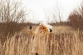 Woman with long blonde hair in fluffy coat standing in the tall dry grass, wind blowing and hair flying