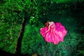 Woman in a long pink dress