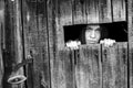 An woman looking through the crack of a locked wooden shed. Black and white photo. Royalty Free Stock Photo