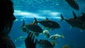 A woman looking at fish under the water through the glass