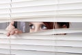 Woman looking through window blinds Royalty Free Stock Photo