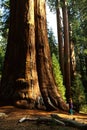 Woman looks on in wonder at the giant sequoia
