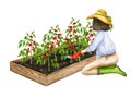 A woman loosens the soil on a wooden garden bed with growing tomatoes