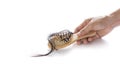 Woman losing hair on hairbrush in hand on isolated white background