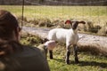 Woman luring a cute lamb, animal farming or petting farm Royalty Free Stock Photo