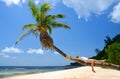 Woman lying on the coconut palm tree. Tropical beach in La Digue Island, Seychelles. Royalty Free Stock Photo