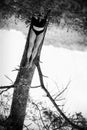 Woman lying on ground putting legs on tree trunk Royalty Free Stock Photo