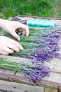 A woman makes bouquets of fresh fragrant lavender. Rustic style.