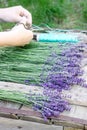 A woman makes bouquets of fresh fragrant lavender. Rustic style.