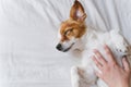 Woman making cuddles to her cute small dog sleeping on bed. Love for animals concept. Lifestyle indoors Royalty Free Stock Photo