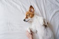 Woman making cuddles to her cute small dog sleeping on bed. Love for animals concept. Lifestyle indoors Royalty Free Stock Photo