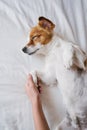 Woman making cuddles to her cute small dog sleeping on bed. Love for animals concept. Lifestyle indoors Royalty Free Stock Photo