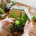 Woman making florarium. Home gardening hobby concept