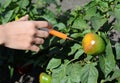 A woman is making an injection to a tomato to remind of early treatment from phytophthora, late blight and other tomato diseases.