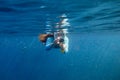 Woman making photo underwater. Girl snorkeling in full-face mask. Snorkel with fish under water surface Royalty Free Stock Photo