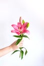 Woman man child hand holding give single pink lily flower on white background