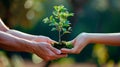 Woman and man hands hold together a small green tree. Earth day eco concept. Future of the planet