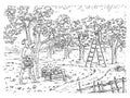 Woman and man harvesting the apple in garden. Engraving black vintage