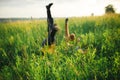 woman and man having fun outdoors. Loving hipster couple walking in the field, kissing and holding hands, hugging, lying Royalty Free Stock Photo