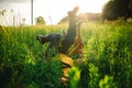 woman and man having fun outdoors. Loving hipster couple walking in the field, kissing and holding hands, hugging, lying Royalty Free Stock Photo