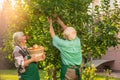 Woman and man picking apples. Royalty Free Stock Photo