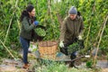 Woman and man picking haricot in vegetable garden