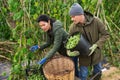 Woman and man picking haricot in vegetable garden