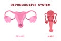 Woman and man reproductive system. Internal human organ. Royalty Free Stock Photo