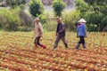 Woman and man walking on the field Royalty Free Stock Photo