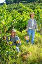 Woman and man winemakers picking harvest of grape